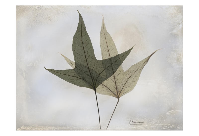 Albert Koetsier, GRAY LEAF II (X-RAY)