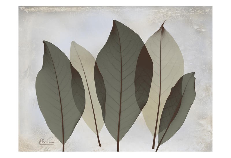 Albert Koetsier, GRAY LEAF III (X-RAY)