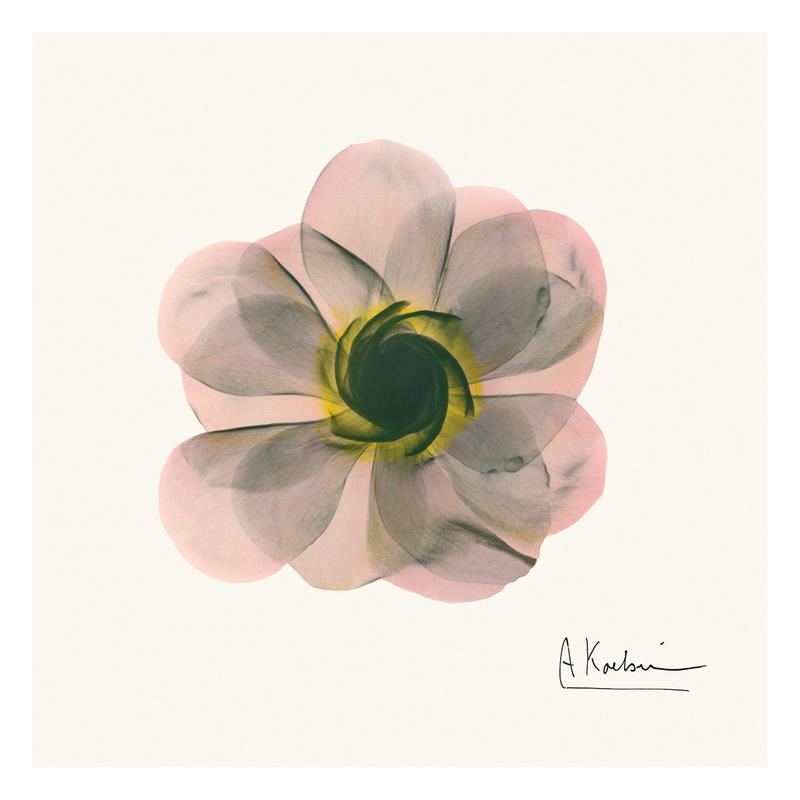 Albert Koetsier, PINK BLOSSOM I (X-RAY)