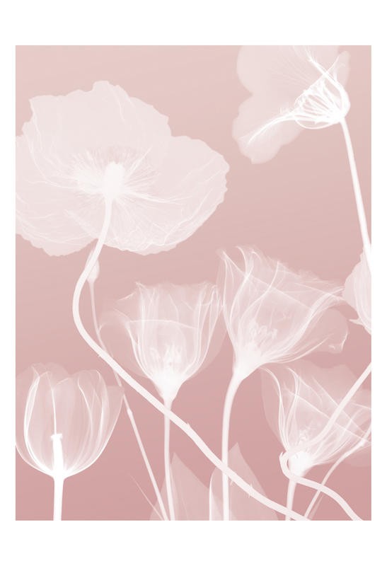 Albert Koetsier, FLORA PINK I (X-RAY)