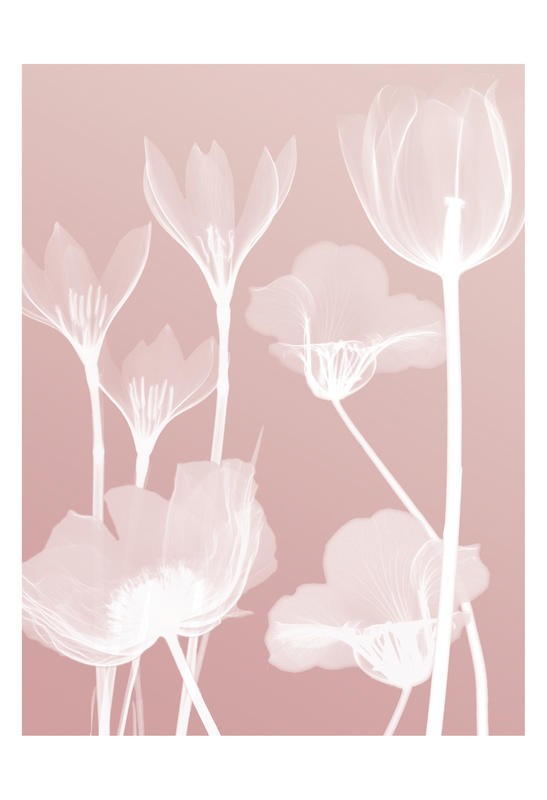 Albert Koetsier, FLORA PINK II (X-RAY)