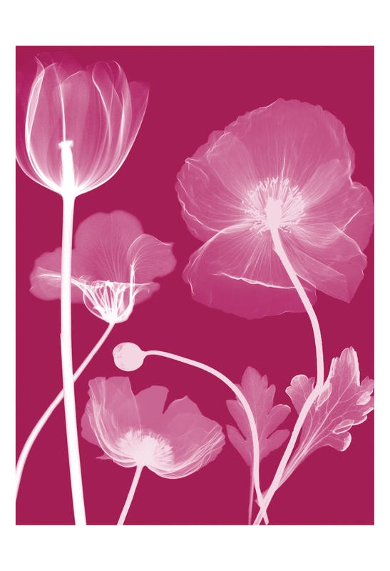 Albert Koetsier, FLORA RED I (X-RAY)