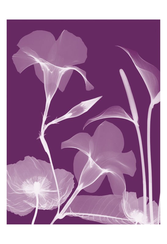 Albert Koetsier, FLORA PURPLE (X-RAY)