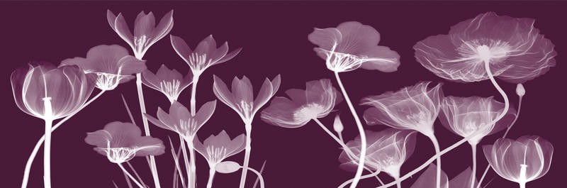 Albert Koetsier, FLORA PANEL PURPLE (X-RAY)