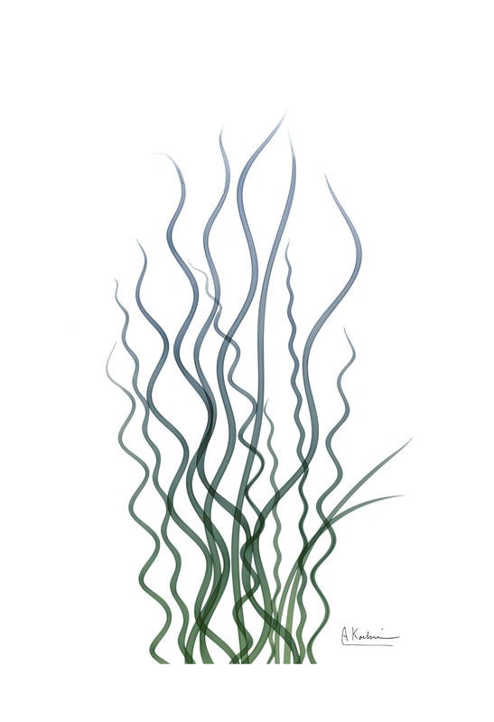 Albert Koetsier, CORKSCREW RUSH III (X-RAY)