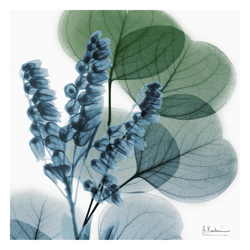 Albert Koetsier, LILLY OF EUCALYPTUS I (X-RAY)