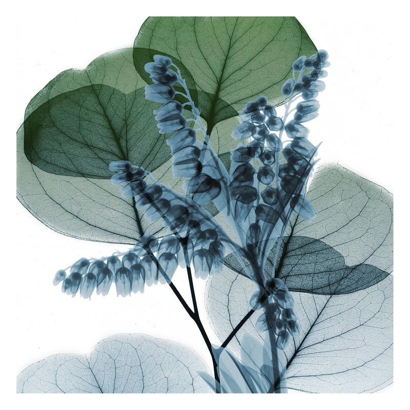 Albert Koetsier, LILLY OF EUCALYPTUS II (X-RAY)