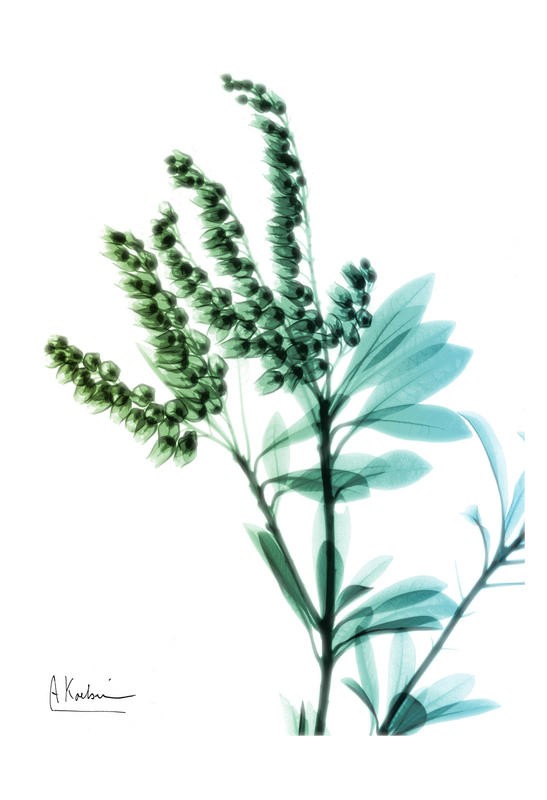 Albert Koetsier, TURQUOISE DUO I (X-RAY)