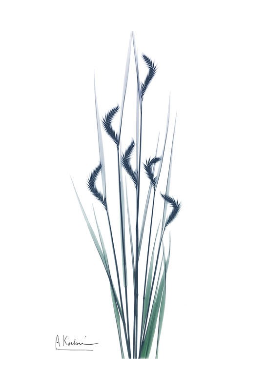 Albert Koetsier, WILD FLOWER III (X-RAY)