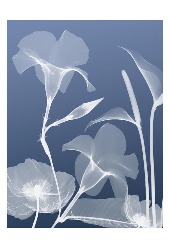 Albert Koetsier, FLORA BLUE I (X-RAY)