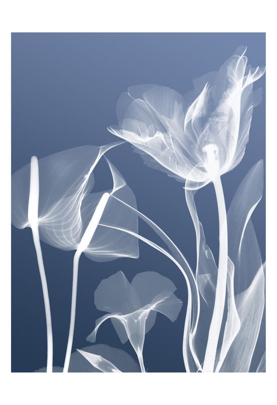 Albert Koetsier, FLORA BLUE II (X-RAY)
