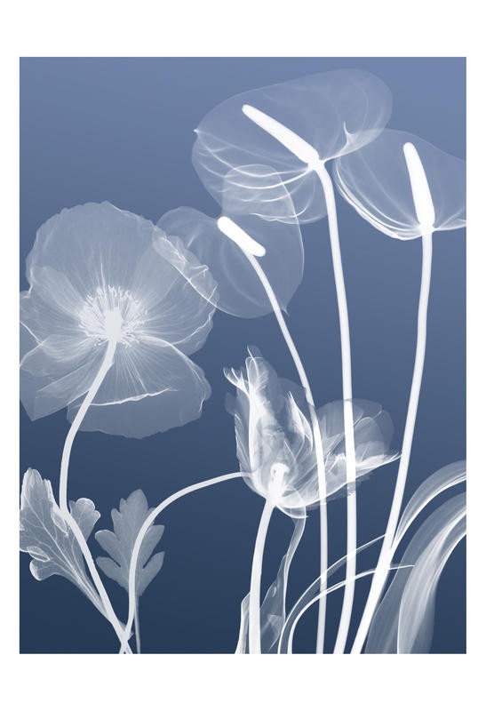 Albert Koetsier, FLORA BLUE III (X-RAY)