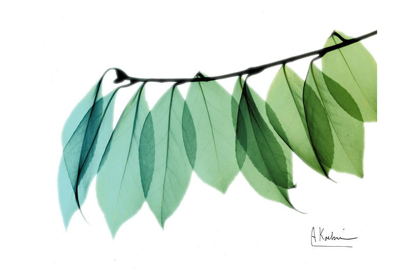 Albert Koetsier, BLUE AND GREEN I (X-RAY)