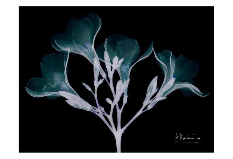 Albert Koetsier, LIGHT IV (X-RAY)