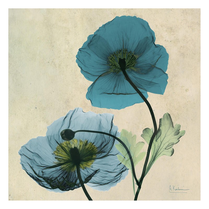 Albert Koetsier, POPPY BLUE II (X-RAY)