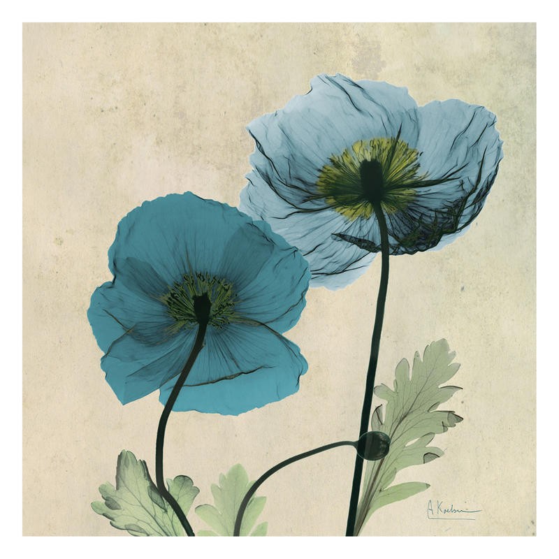 Albert Koetsier, POPPY BLUE I (X-RAY)