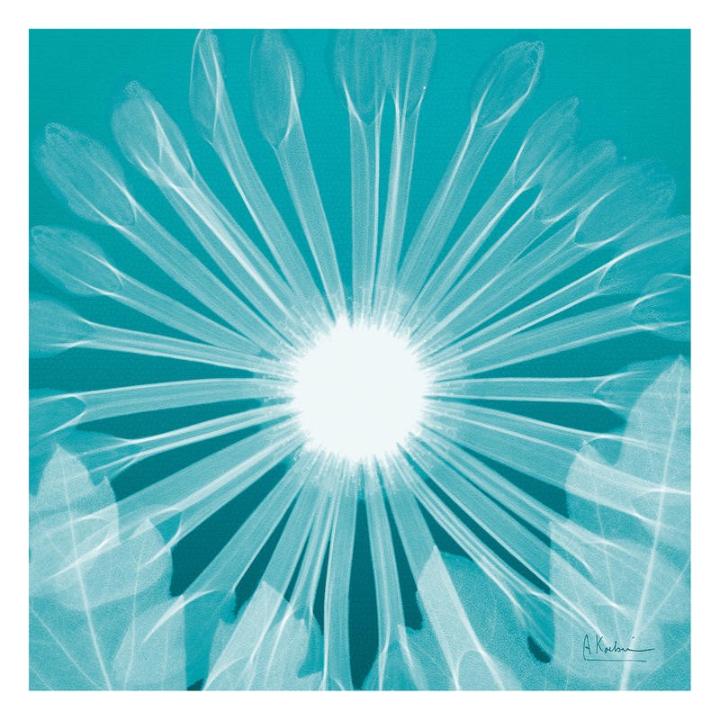 Albert Koetsier, CHRYSANTHEMUM IN AQUA (X-RAY)