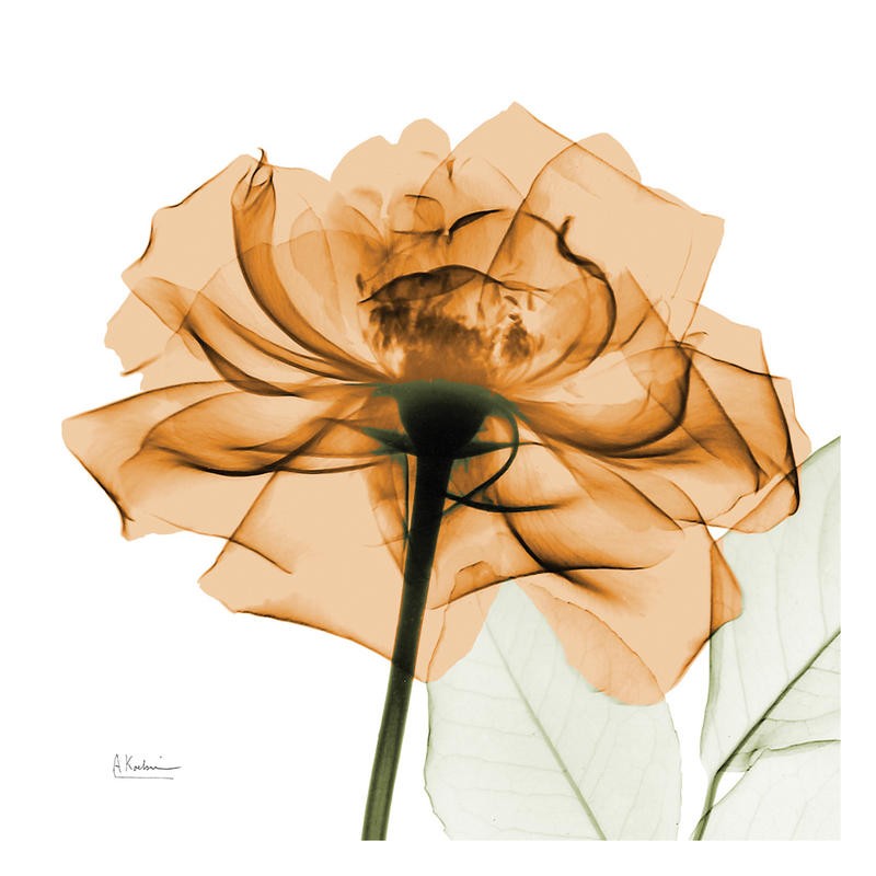 Albert Koetsier, FLOWERS IN ORANGE III (X-RAY)