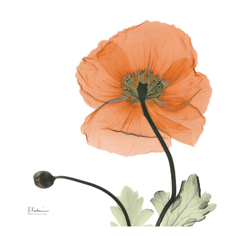Albert Koetsier, POPPY IN ORANGE (X-RAY)