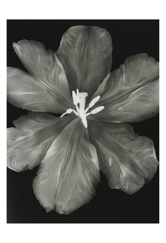 Albert Koetsier, BIG BLOSSOM I (X-RAY)