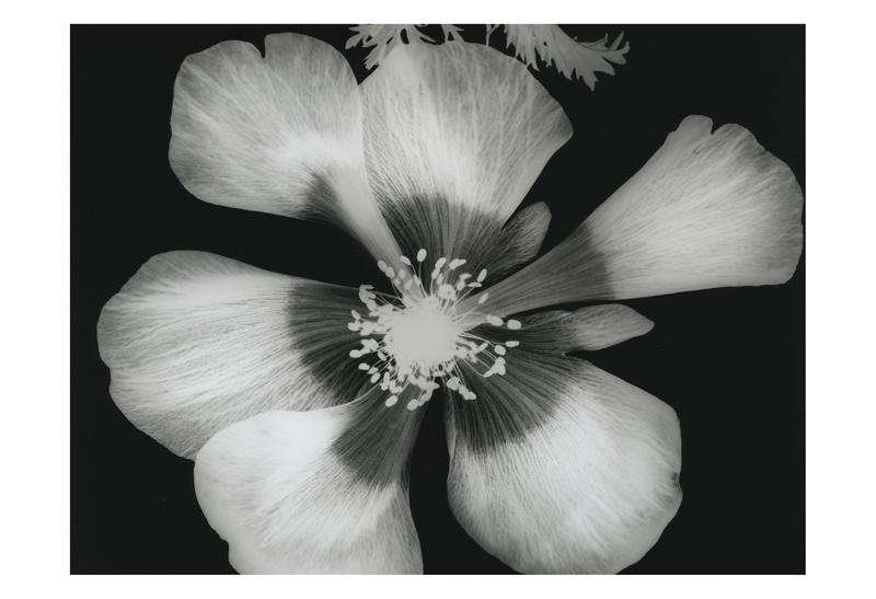 Albert Koetsier, BIG BLOSSOM III (X-RAY)