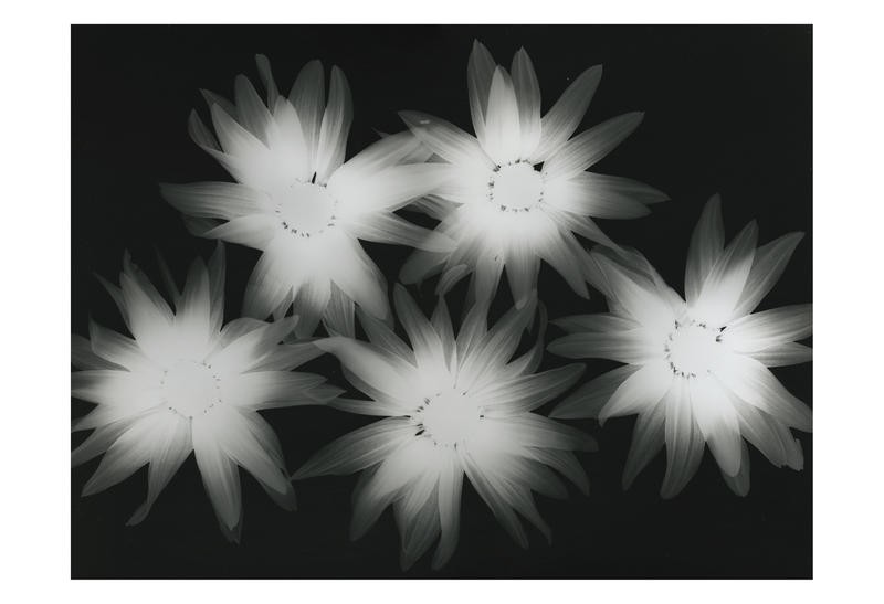 Albert Koetsier, BIG BLOSSOM V (X-RAY)