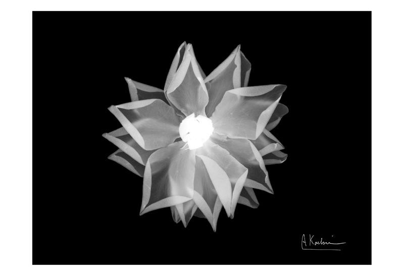 Albert Koetsier, ALONE I (X-RAY)