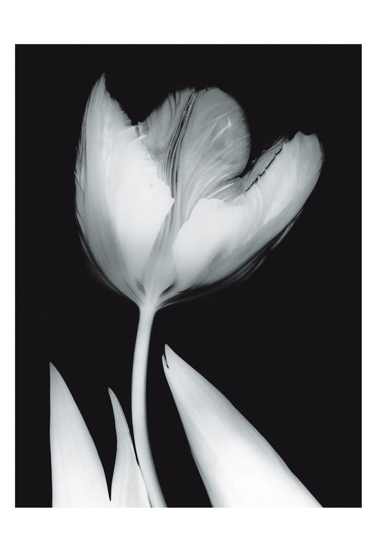 Albert Koetsier, TULIP I (X-RAY)