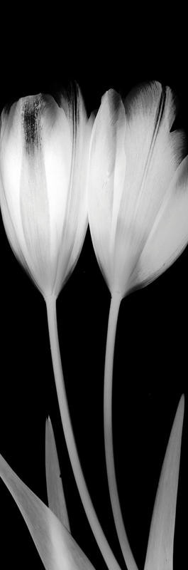 Albert Koetsier, TULIP III (X-RAY)