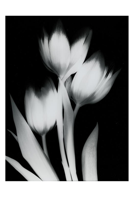 Albert Koetsier, TULIP II (X-RAY)