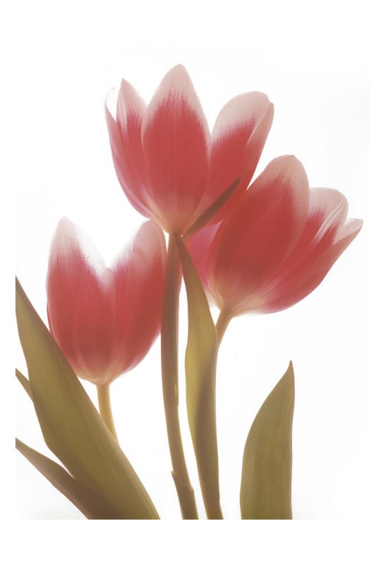 Albert Koetsier, MAGENTA TULIP II (X-RAY)