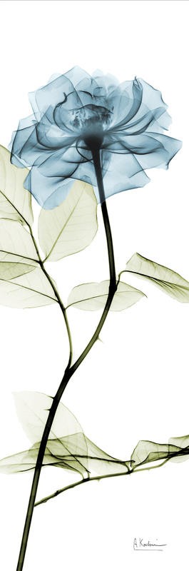 Albert Koetsier, LONG FLOWERS IN BLUE II (X-RAY)
