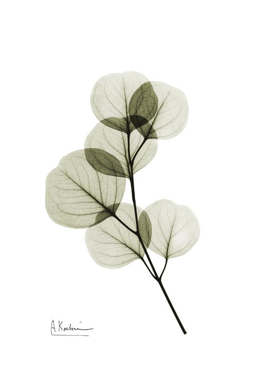 Albert Koetsier, GREEN EUCALYPTUS III (X-RAY)