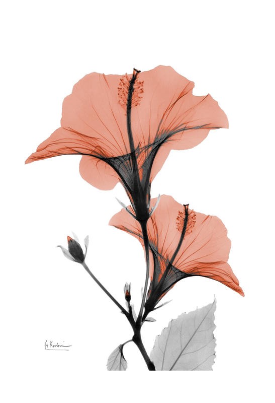 Albert Koetsier, FLOWERS IN RED VII (X-RAY)