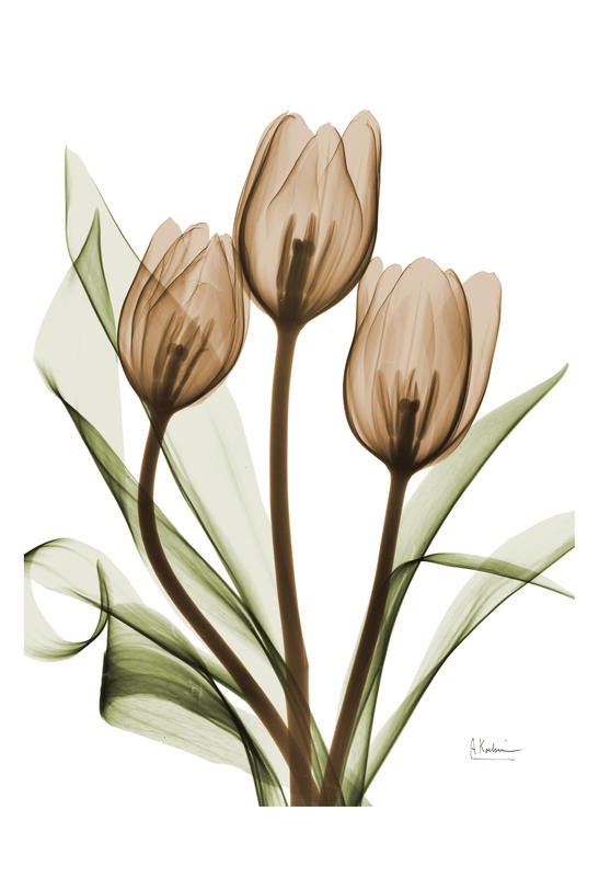 Albert Koetsier, TULIPS MIX QUARTET II (X-RAY)