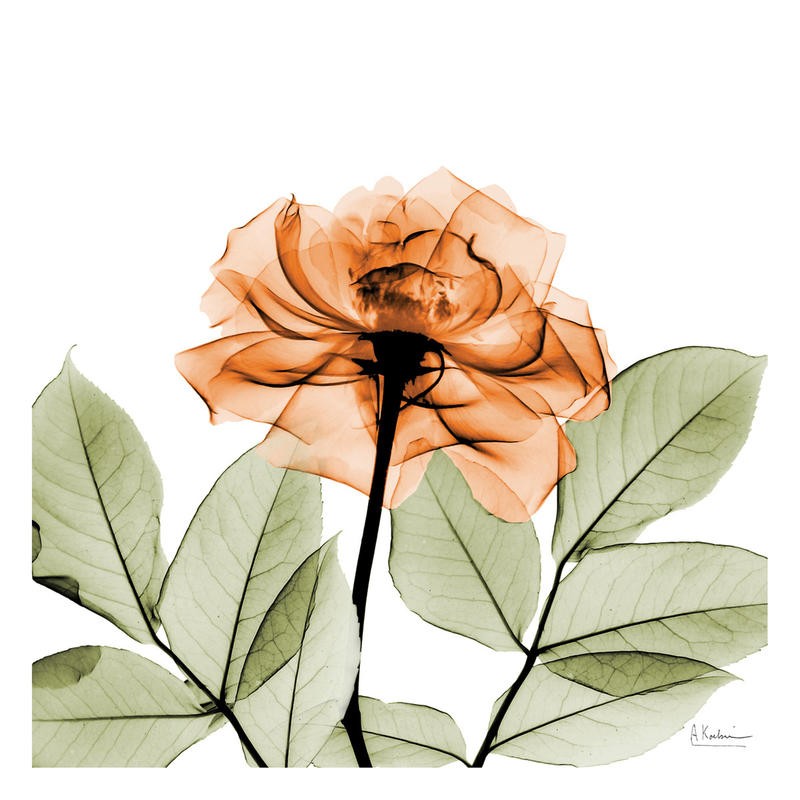 Albert Koetsier, FLOWERS IN ORANGE I (X-RAY)