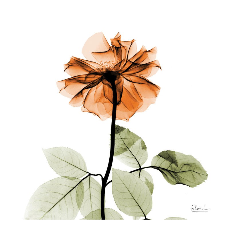 Albert Koetsier, FLOWERS IN ORANGE II (X-RAY)