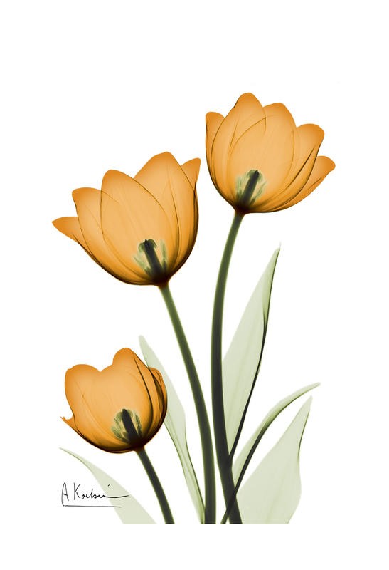 Albert Koetsier, THREE TULIPS I (X-RAY)