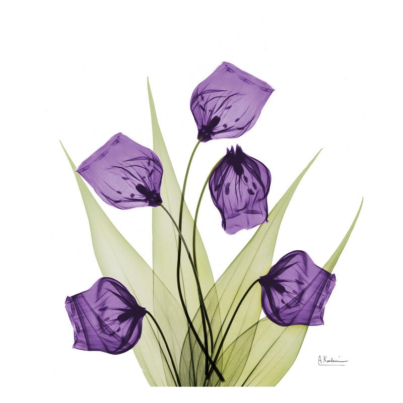 Albert Koetsier, SANDERSONIA PURPLE (X-RAY)