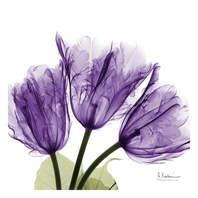 Albert Koetsier, FLOWERS IN PURPLE I (X-RAY)