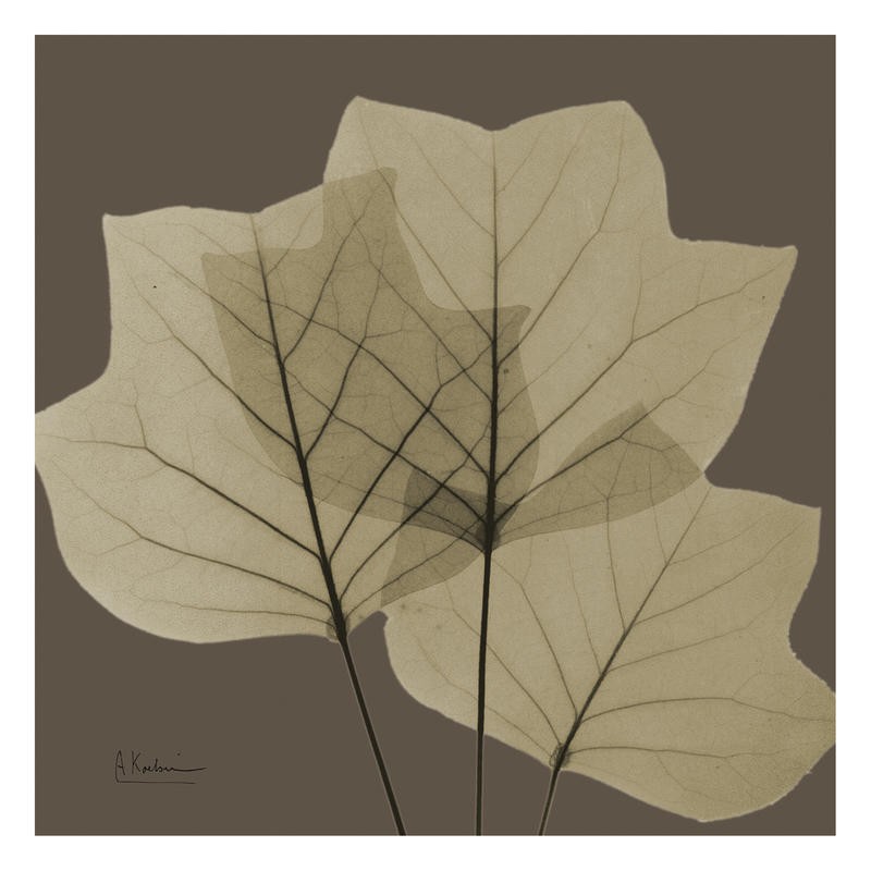 Albert Koetsier, LEAF BROWN V (X-RAY)