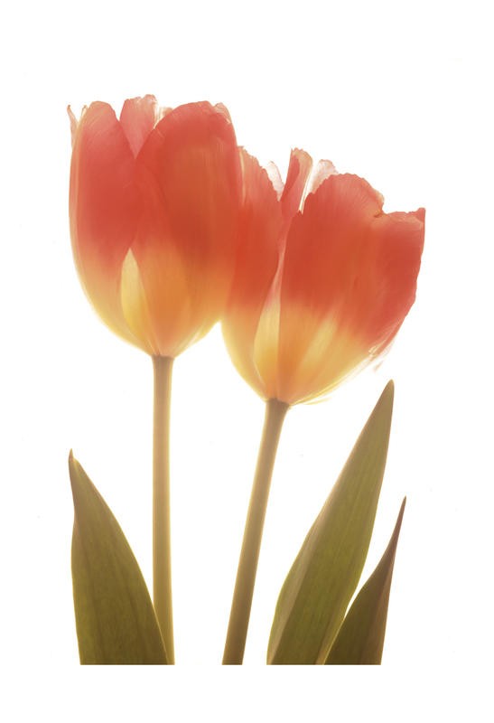 Albert Koetsier, ORANGE TULIPS I (X-RAY)