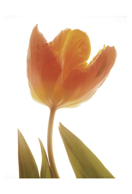 Albert Koetsier, ORANGE TULIPS II (X-RAY)