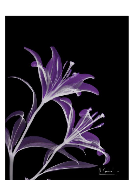 Albert Koetsier, LIGHT VI (X-RAY)