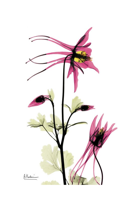 Albert Koetsier, FLOWERS IN BURGUNDY II (X-RAY)