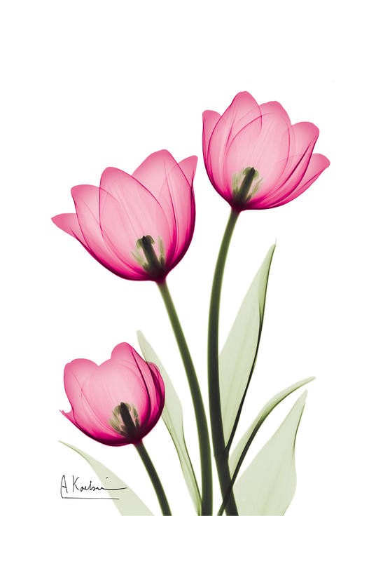 Albert Koetsier, THREE TULIPS II (X-RAY)