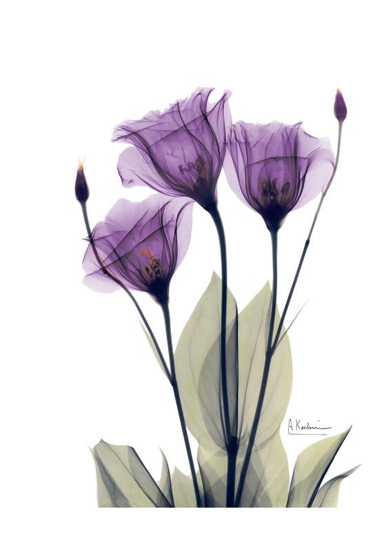 Albert Koetsier, FLOWERS IN PURPLE II (X-RAY)