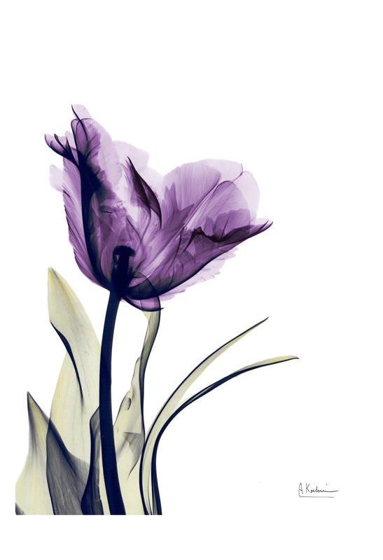 Albert Koetsier, FLOWERS IN PURPLE IV (X-RAY)