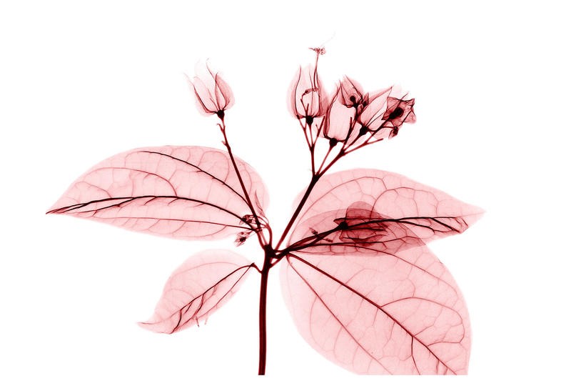 Albert Koetsier, FLOWERS IN PINK II (X-RAY)