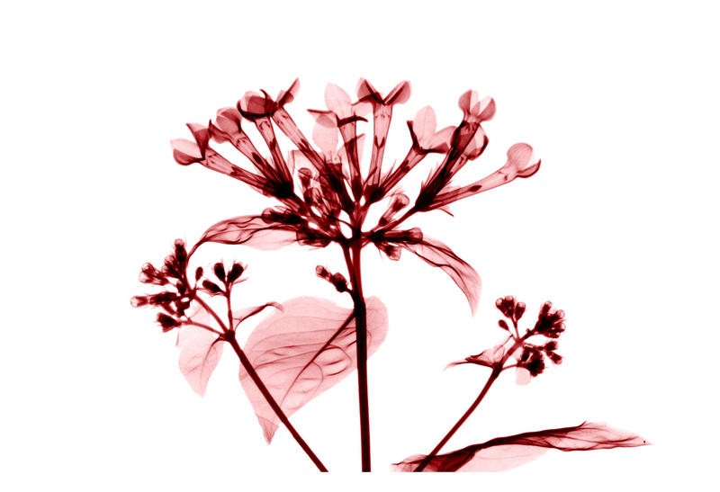 Albert Koetsier, FLOWERS IN PINK III (X-RAY)